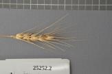 Click for 1 image(s) for this accession. Spike